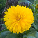 Calendula Officinalis Bon Bon Yellow Flower Imported 20 Seeds