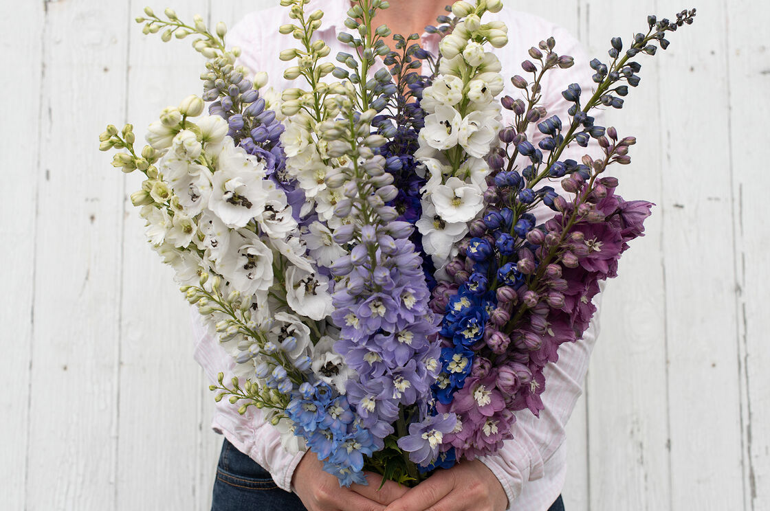 Buy Flower Seeds Online | Premium Garden Flower Seeds