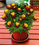 French Marigold Super Hero Spry Flower Imported 20 Seeds