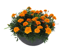 French Marigold Super Hero Deep Orange Flower Imported 20 Seeds