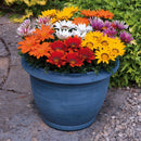 Gazania Kiss Mix Flower Imported 20 Seeds