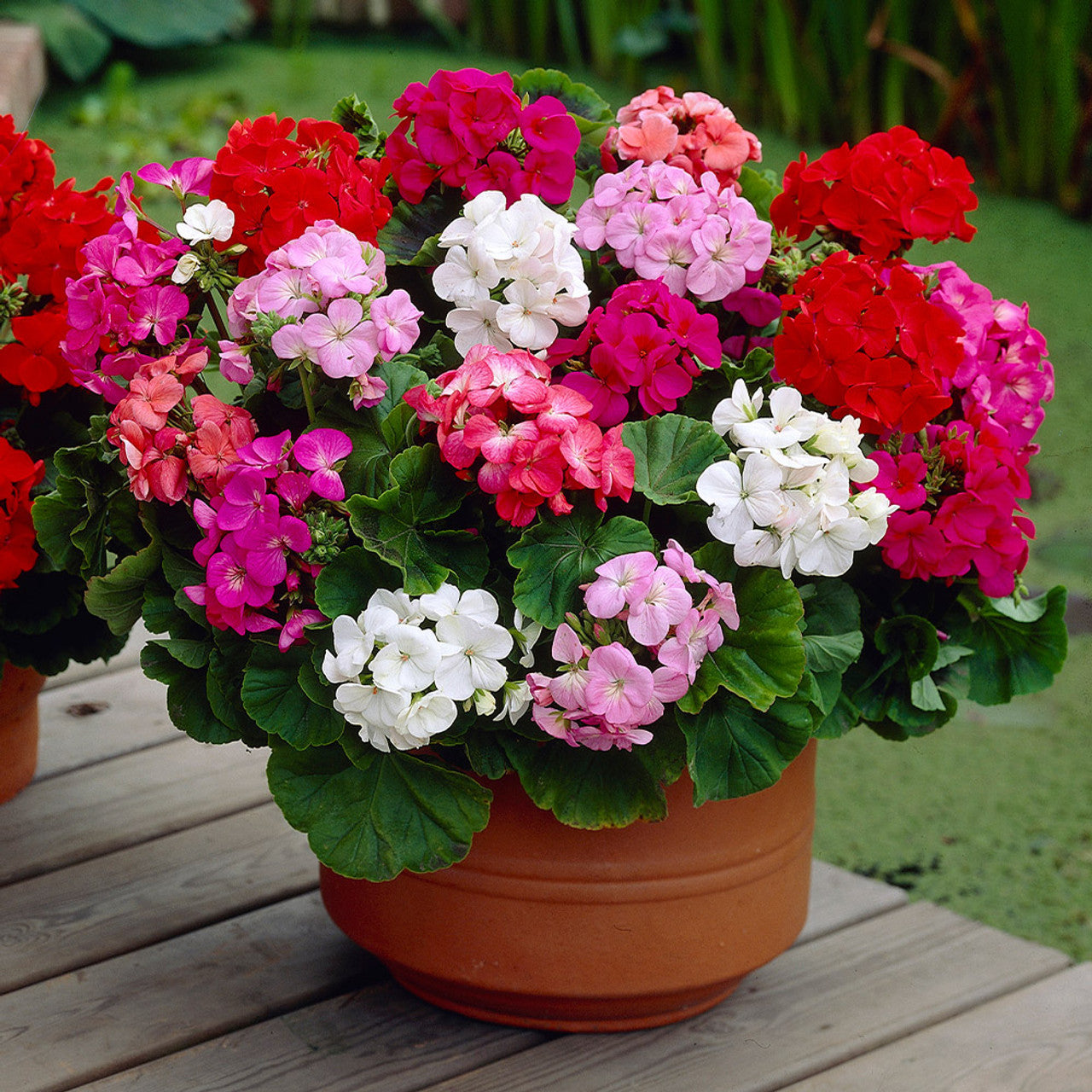 geranium mixed pot Geranium F1 Moody Mix – Vibrant Hybrid Geranium Seeds (Imported, 20 Seeds Pack)