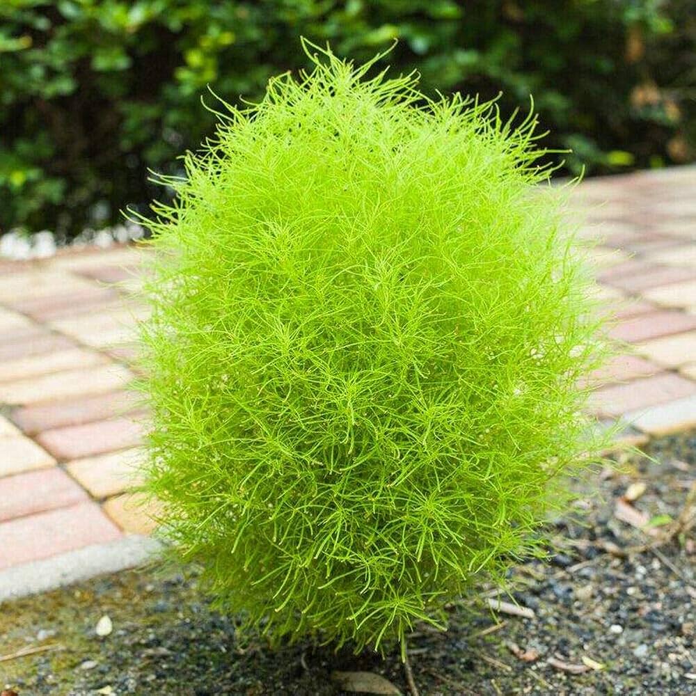 PLANTOGALLERY Kochia Scoparia Burning Bush – Seeds for Stunning Red  Ornamental Foliage