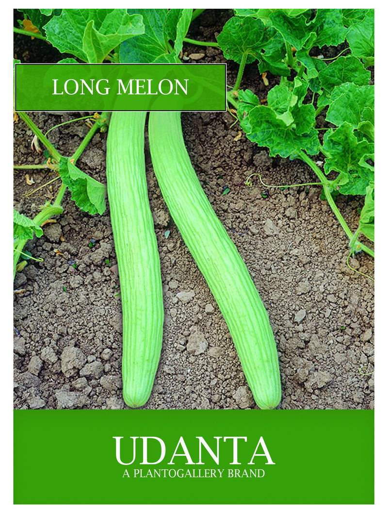 Udanta Long Melon Vegetable Seeds For Kitchen Garden Avg 30-40 Seeds Pkts
