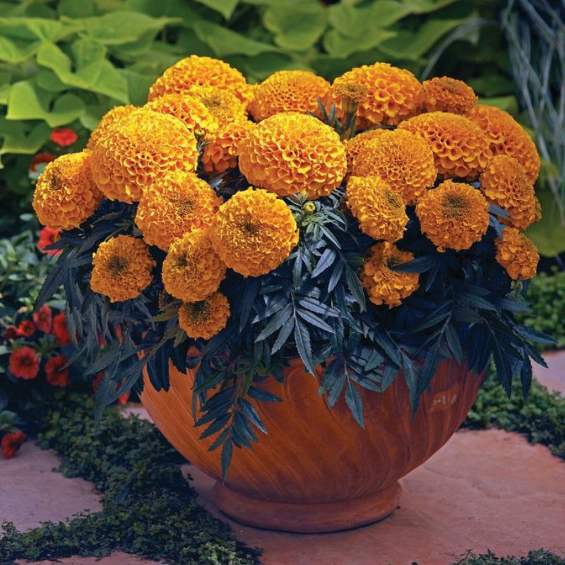 PLANTOGALLERY Marigold F1 Antigua Orange – High-Quality Seeds for Bright  Orange Blooms