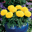 Marigold F1 Antigua Yellow Flower Imported 20 Seeds
