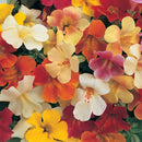 Mimulus F1 Magic Formulae Mix Flower Imported 20 Seeds