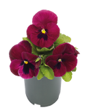 Pansy Inspire DeluXXe Deep Rose Blotch Flower Imported 20 Seeds
