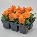 Pansy Inspire DeluXXe Orange Flower Imported 20 Seeds