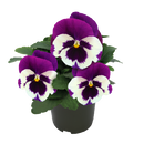 Pansy Inspire DeluXXe White Violet Wing Flower Imported 20 Seeds
