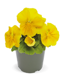 Pansy Inspire DeluXXe Yellow Flower Imported 20 Seeds