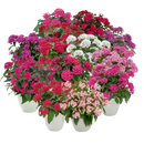 Pentas Lanceolata Graffiti Mix Flower Imported 20 Seeds