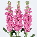 Stock Iron Deep Pink Flower Imported 20 Seeds
