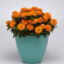 Zinnia F1 Zahara Dbl Bright Orange Flower Imported 20 Seeds