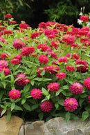Zinnia F1 Zahara Dbl Cherry Flower Imported 20 Seeds