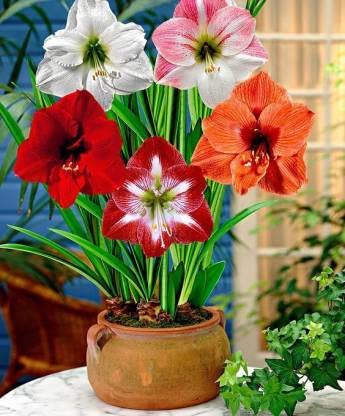 Plantogallery Amryllis Lily Mix Flower Bulbs Size (Std)