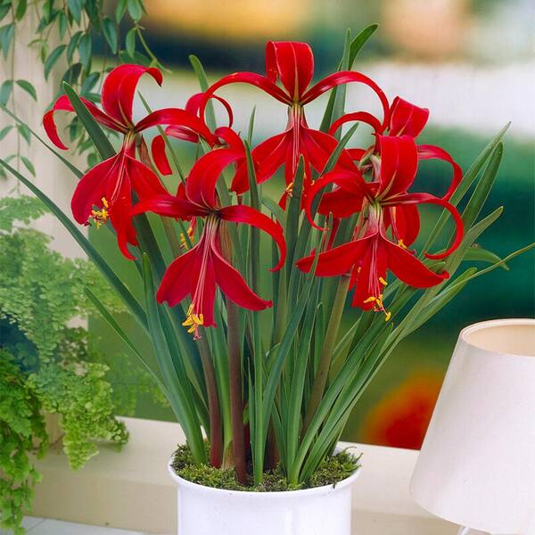 aztec lily flower Aztec Lily Flower Bulbs for Home Gardening