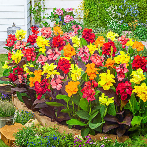 picture of canna lily flower Canna Lily Flower Bulbs For All Season
