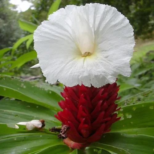 crepe ginger plant Buy Crepe Ginger Lily – Unique Spiral Blooms for Tropical Gardens
