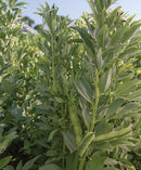 Bakla - Fava Beans Seeds for Home Gardening - Pack of 20 Seeds