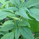 Amaranthus Green Cholai Seeds for Kitchen Gardening - Pack of 200 Seeds
