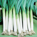 Leek Seeds for Home Gardening - Pack of 50 Seeds