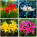 Lycoris Lily - Red Spider Lily Flower Bulbs