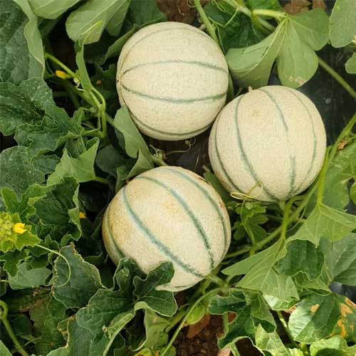 planting muskmelon seeds Kharbooja - Muskmelon Seeds for Home Gardening