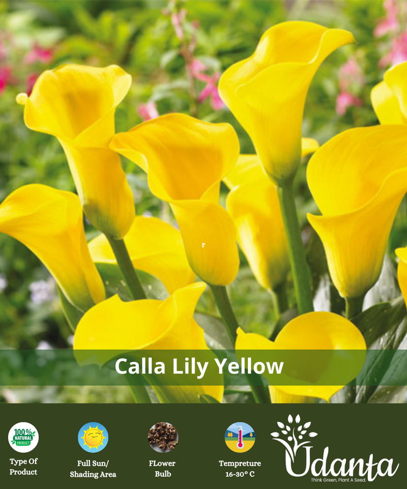 Plantogallery I Calla Lily Yellow Flower Bulbs Pack of 5 Bulbs