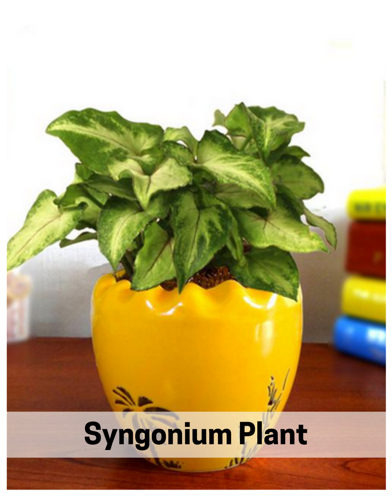 syngonium-air-purify-plant-plantogallery