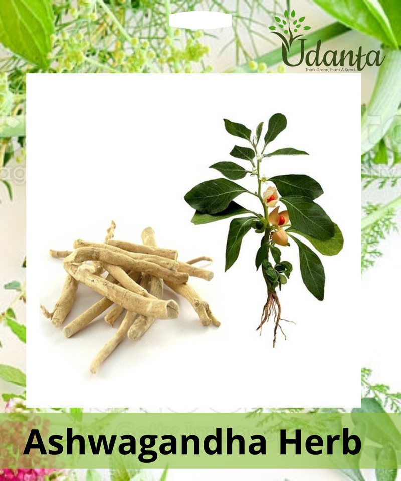 Plantogallery I Ashwagandha Herb Seeds