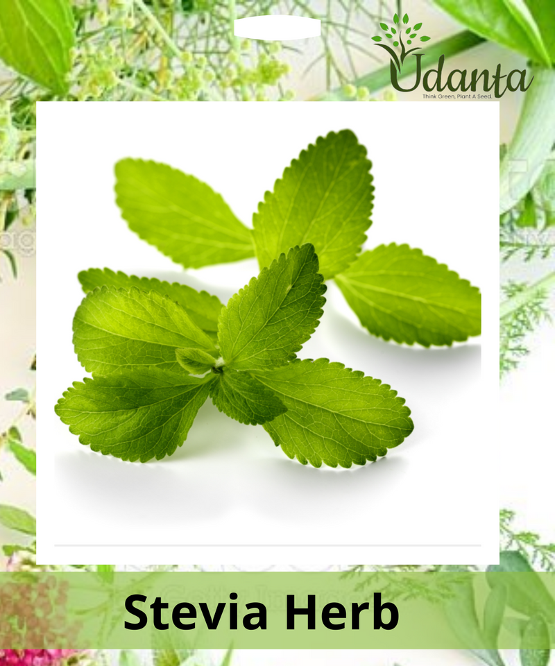 Plantogallery Stevia Herb Seeds