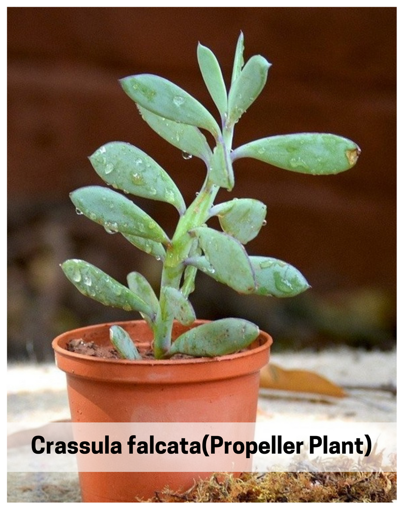 Plantogallery Crassula falcata(Propeller Plant) succulent plant