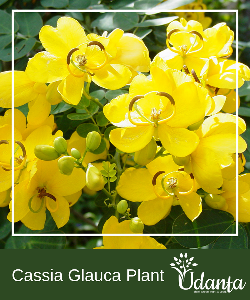 Plantogallery  I Cassia Glauca Plants Seeds For Home Gardening