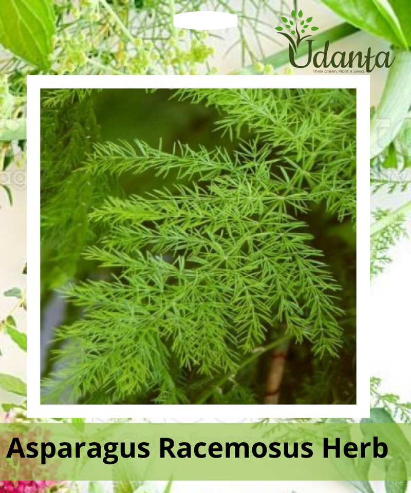 Plantogallery I Asparagus Racemosus Herb Seeds