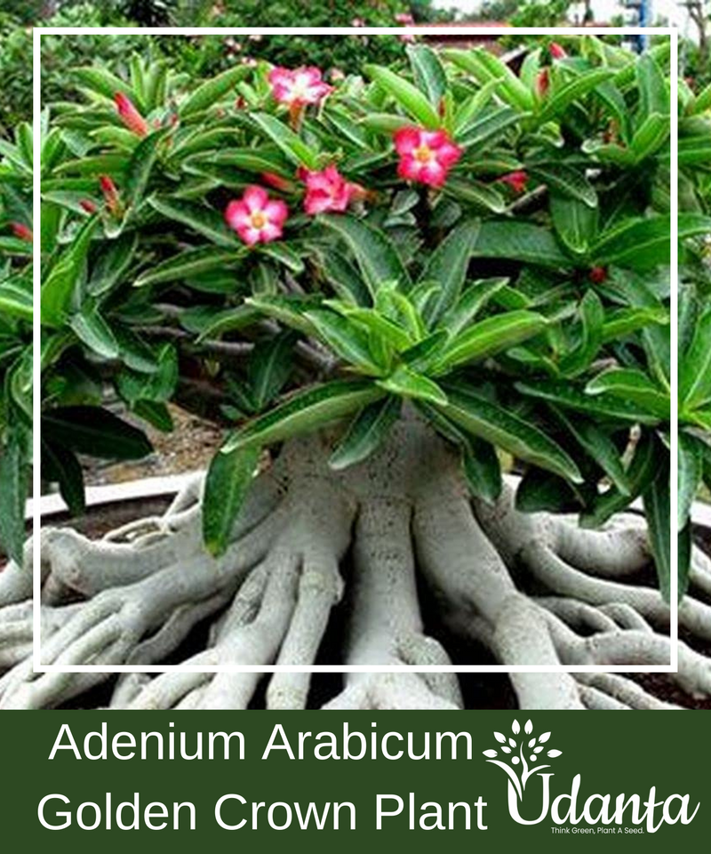 Plantogallery  I Adenium Arabicum Golden Crown Plant Seeds