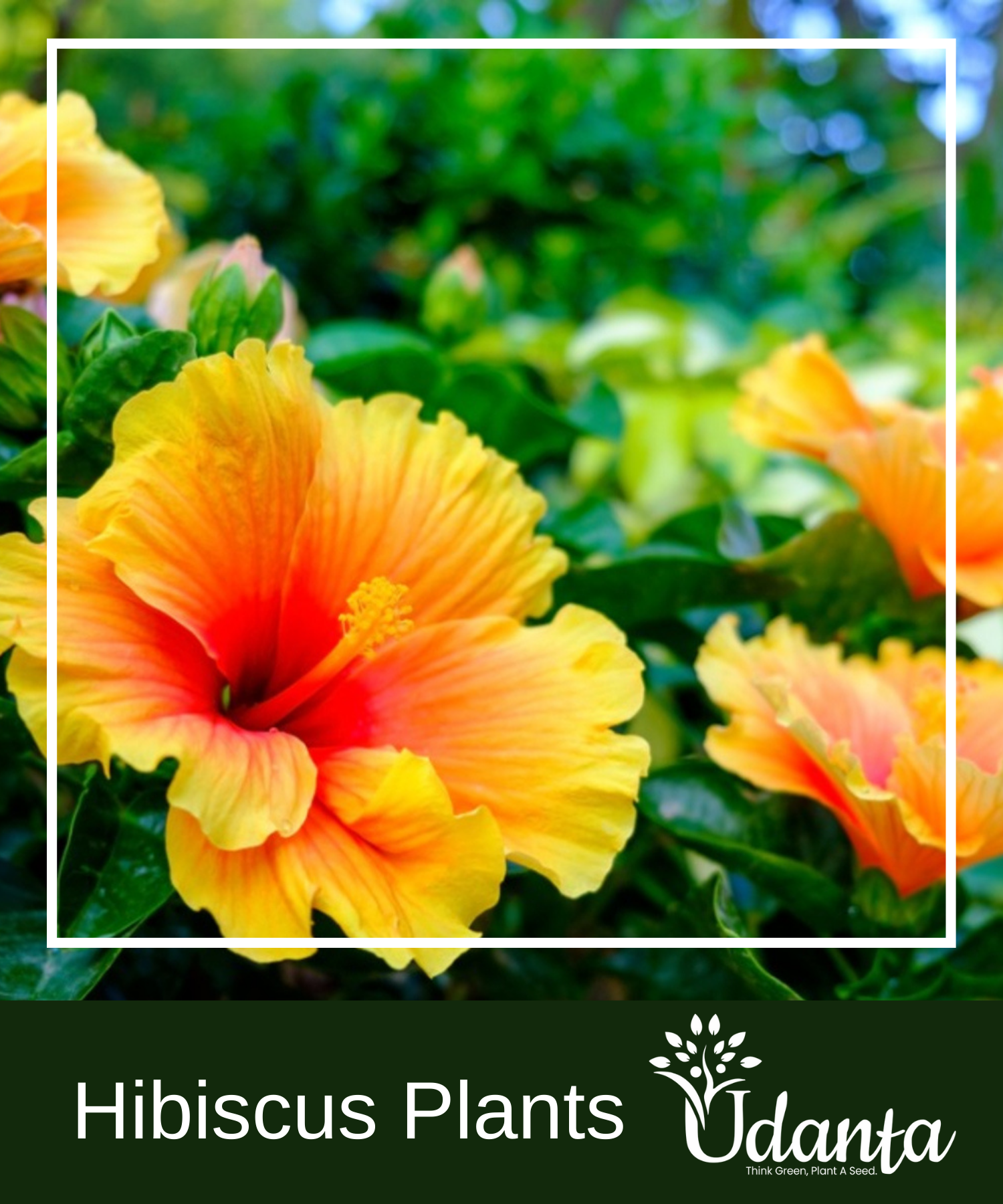 Hibiscus Seeds Lovely Stems Butterfly Seeds Strong Vitality Flower Seeds  for Indoor Planting Grows Quickly-1500 PCS,A