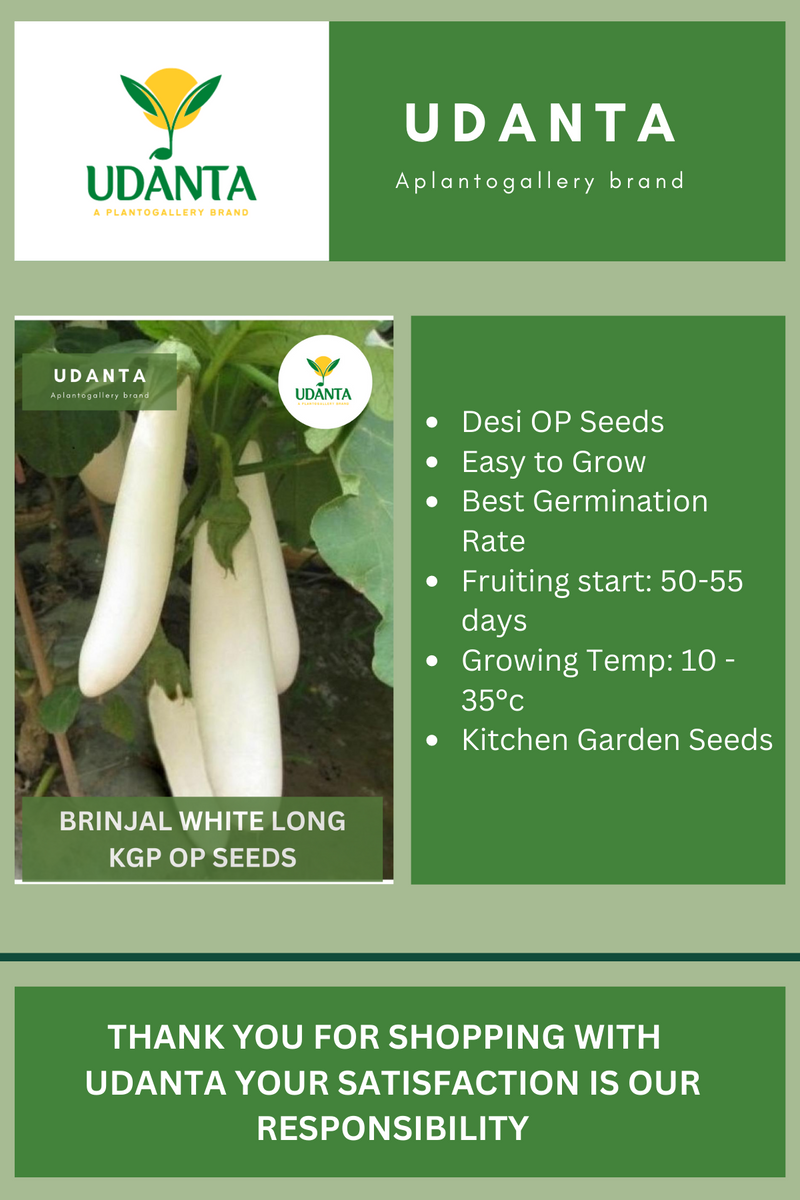 Udanta Brinjal White Long Vegetable Seeds For Kitchen Garden Avg 30-40 Seeds Pkts