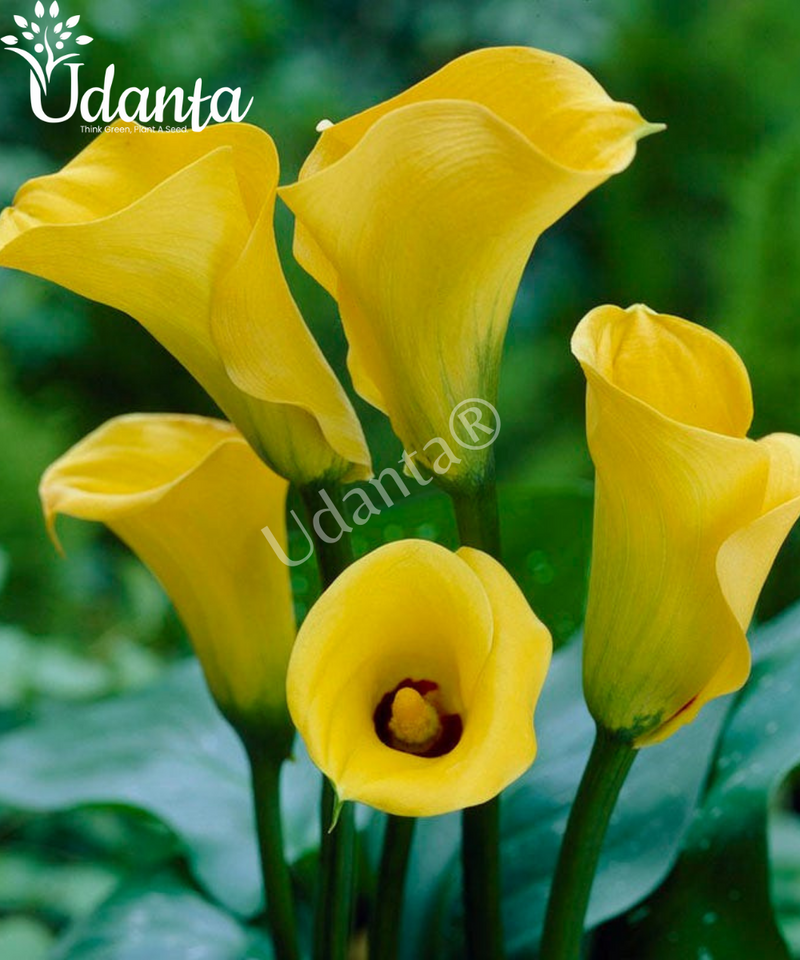 Plantogallery I Calla Lily Yellow Flower Bulbs Pack of 5 Bulbs