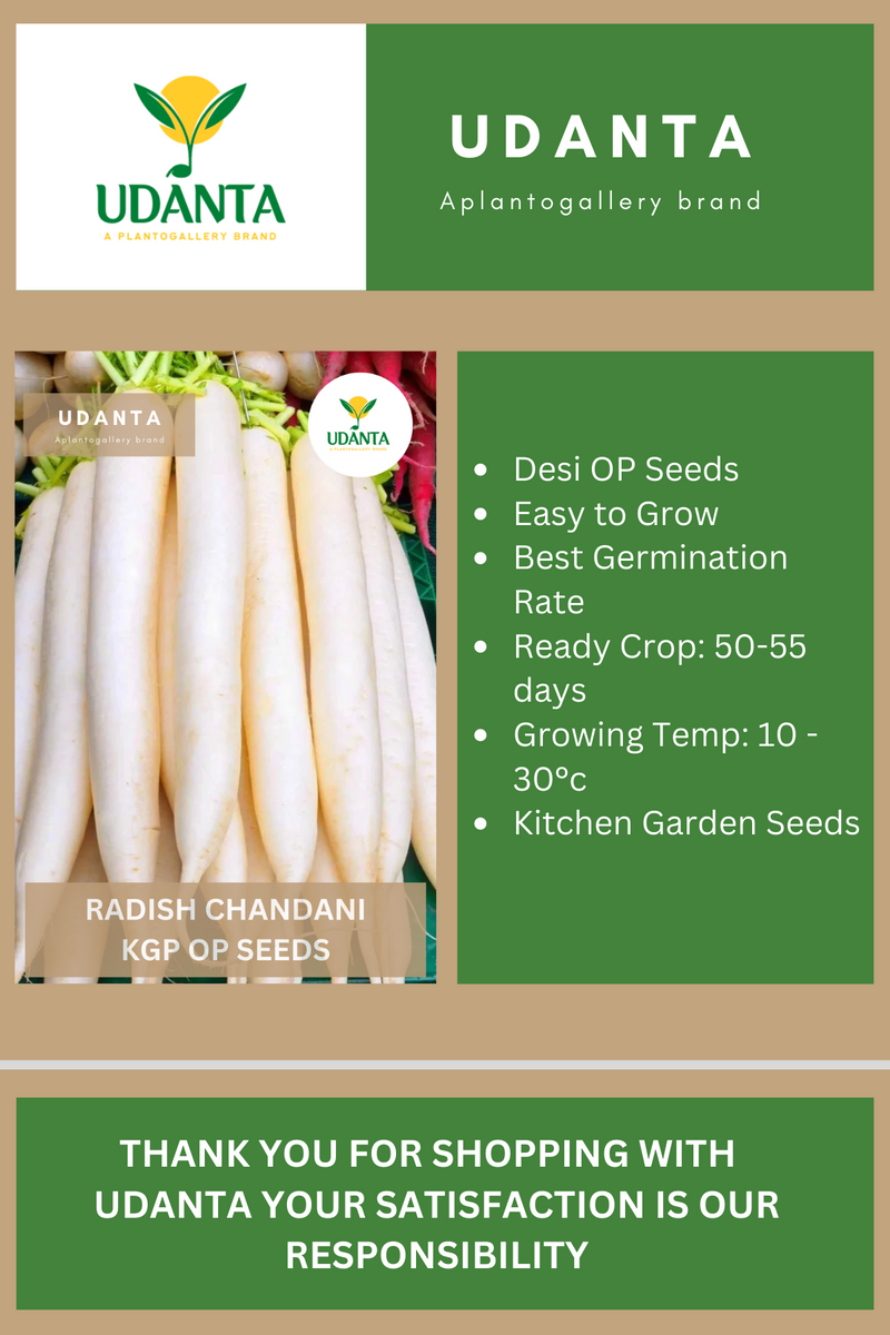 Udanta Radish Chandani Vegetable Seeds For Kitchen Garden Avg 30-40 Seeds Pkts
