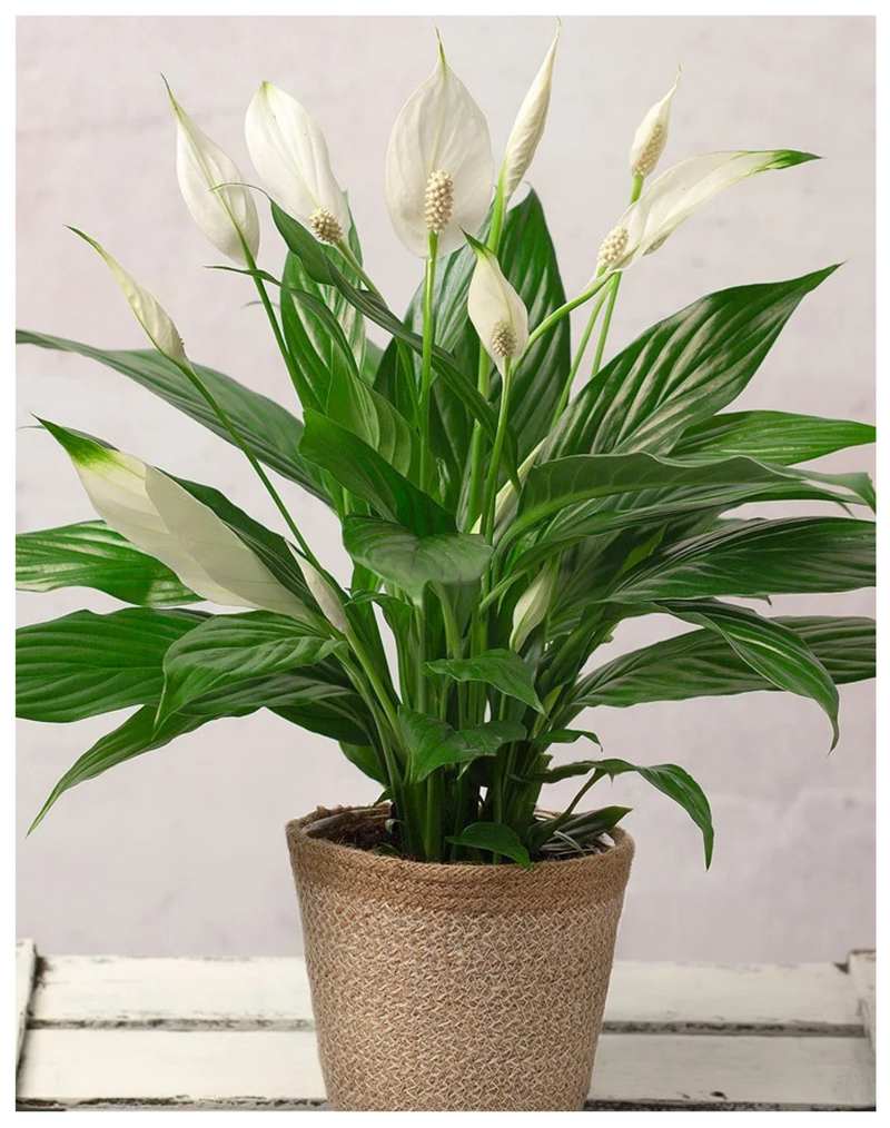 Plantogallery Spathiphyllum Peace Lily Flower Plant Best Indoor Plant & Air Purifier Plant