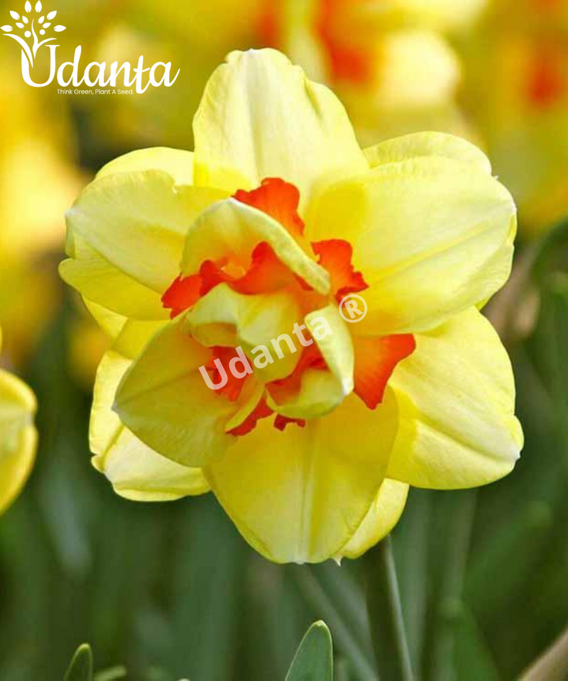 Narcissus-Daffodil-tahiti-Imported-Double-Flower-Bulbs-plantogallery