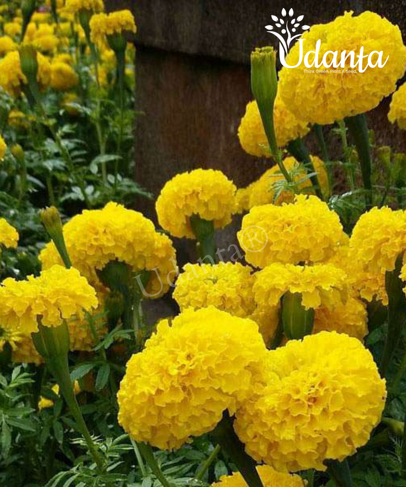Plantogallery Marigold Inca yellow Hybrid Flower Seeds