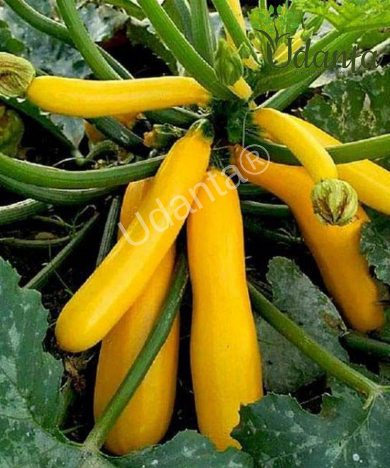 Plantogallery Squash Yellow Vegetable Seeds For Home Gardening