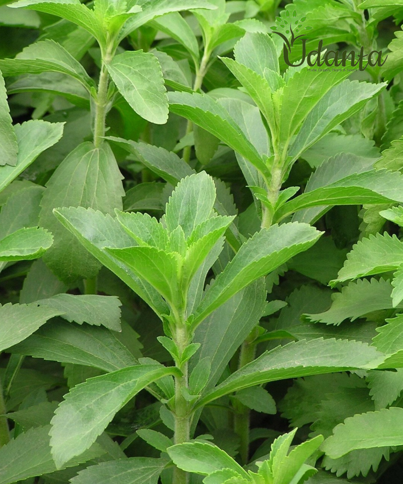 Plantogallery Stevia Herb Seeds