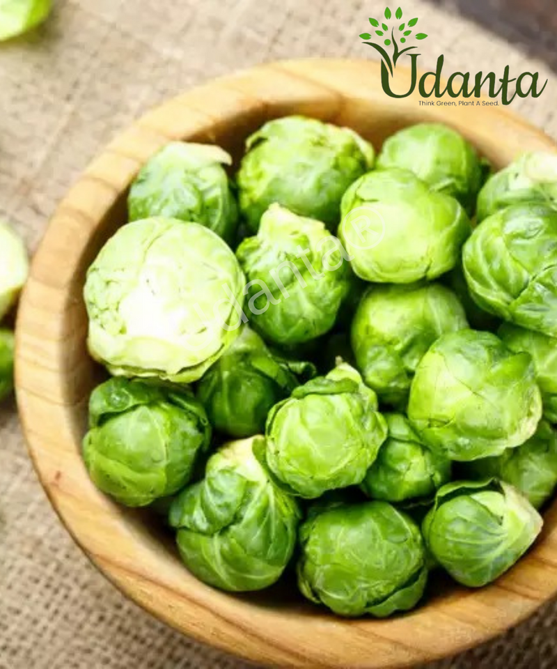 Plantogallery  Brussels Sprouts Vegetable Seeds For Home Gardening
