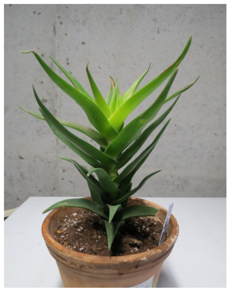 Plantogallery Aloe ciliaris(Climbing Aloe) succulent plant