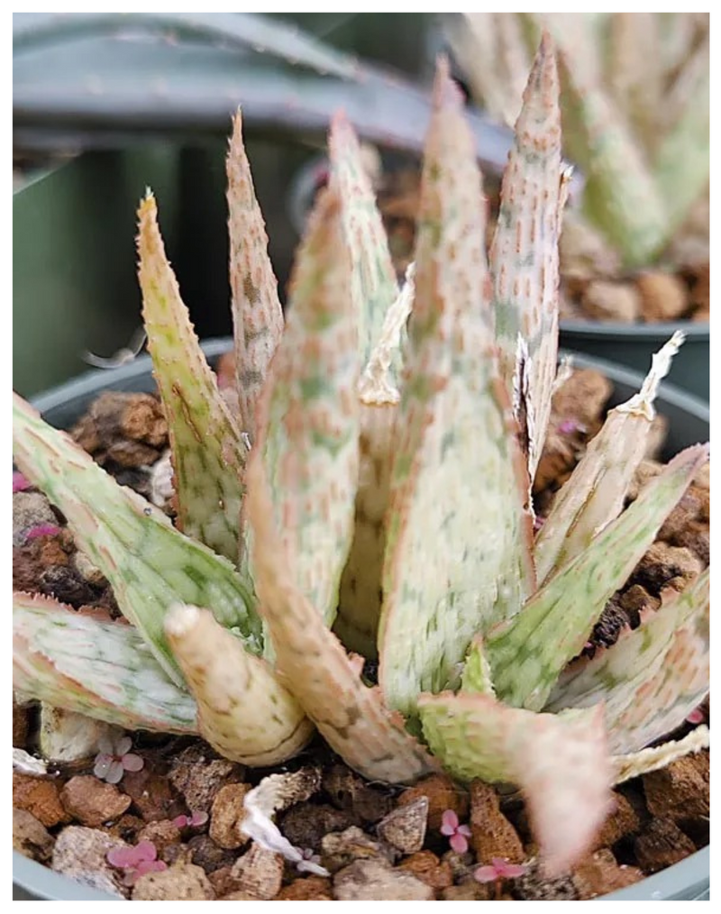 Plantogallery Aloe hybrid "pink blush"(pink blush aloe) succulent plant