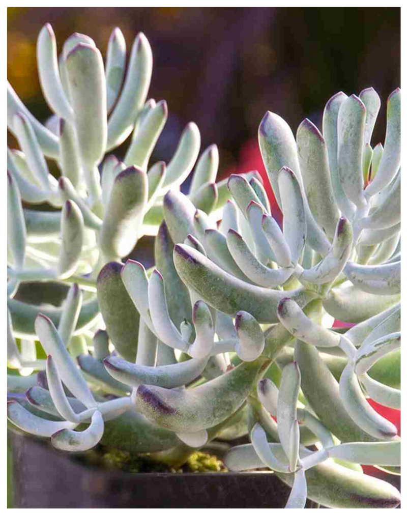 Plantogallery Cotyledon 'Happy Young Lady’ succulent plant