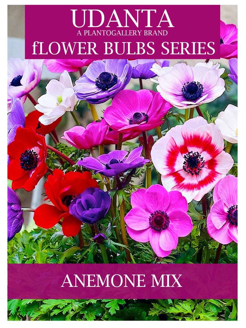 Plantogallery I Anemone Imported Mixed Color Flower Bulbs Pack Of -5
